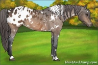Horse Color:White Spotted Bay Blanket