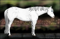 Horse Color:Black Frame 