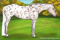 Horse Color:Silver Bay Appaloosa 