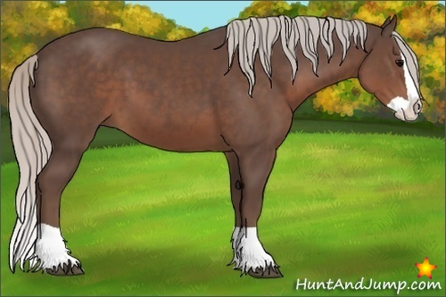 Horse Color:Silver Black Splash 