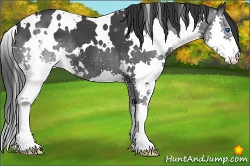 Horse Color:White Spotted Black Splash