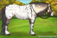 Horse Color:Brown Onyx Sabino Appaloosa 