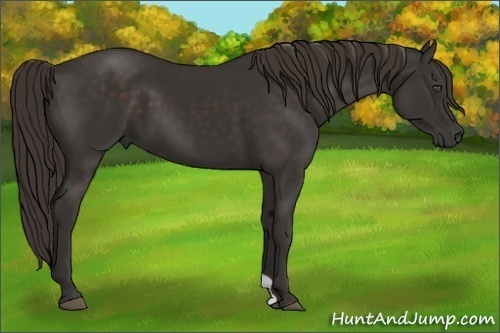 Horse Color:Liver Chestnut Frame 