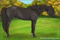Horse Color:Liver Chestnut Frame