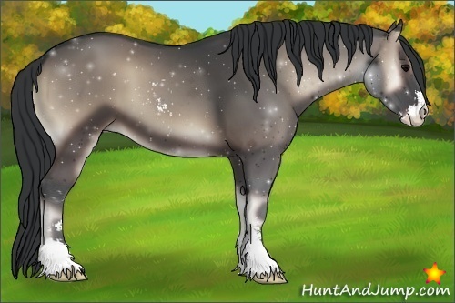 Horse Color:Blue Onyx Sabino