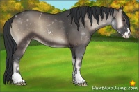 Horse Color:Blue Onyx Sabino
