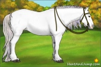 Horse Color:Nacre Silver Bay Dun Sabino Appaloosa 