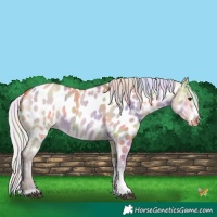 Horse Color:Nacre Silver Bay Dun Sabino Near Leopard 