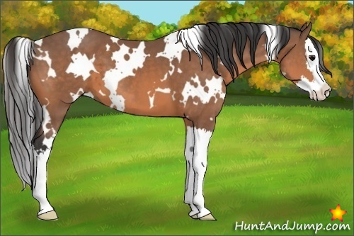 Horse Color:White Spotted Buckskin Splash 