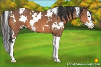 Horse Color:White Spotted Buckskin Splash