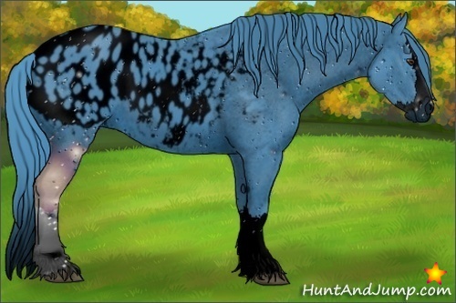 Horse Color:ERROR: UNKNOWN ANOMALY