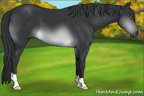 Horse Color:Brown Chinchilla 