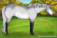 Horse Color:Silver Bay Chinchilla