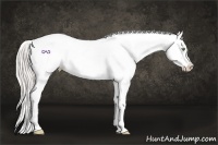 Horse Color:White Spotted Silver Sable Cream Champagne Appaloosa 