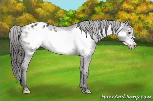 Horse Color:Black Frame Appaloosa 