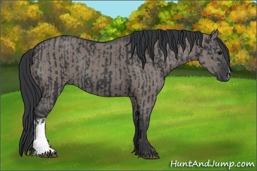 Horse Color:Black and Grullo