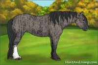 Horse Color:Black  and Grullo 
