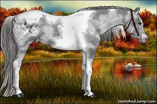 Horse Color:White Spotted Black Splash Tobiano Frame Appaloosa 