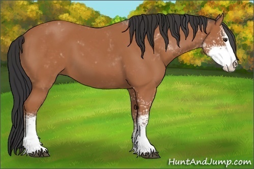 Horse Color:Bay Sabino 