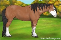 Horse Color:Bay Sabino 