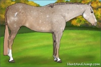 Horse Color:Chocolate Palomino Sabino 