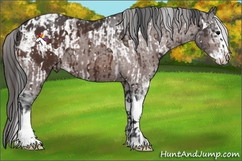 Horse Color:Brown Sabino Splash and Brown Sabino Splash Blanket