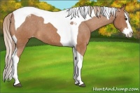 Horse Color:Chestnut Splash Tobiano Appaloosa 