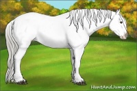 Horse Color:Liver Chestnut Appaloosa 