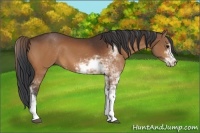 Horse Color:Bay Sabino 