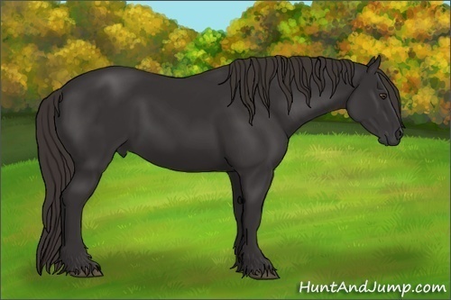 Horse Color:Liver Chestnut Frame 