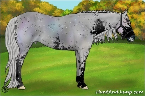 Horse Color:ERROR: UNKNOWN ANOMALY