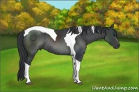 Horse Color:Black Tobiano Rabicano