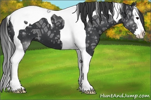 Horse Color:Black Ice Splash Tobiano