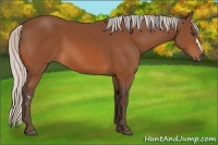 Horse Color:Silver Bay Frame