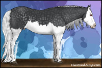Horse Color:Silver Black Chinchilla Splash 