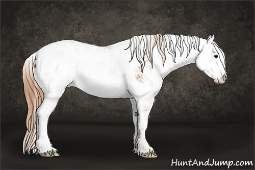 Horse Color:Chestnut Sabino