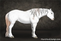 Horse Color:Chestnut Sabino 