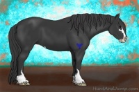 Horse Color:Black Sabino 