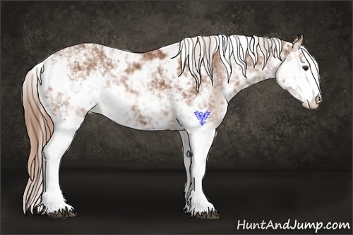 Horse Color:Chestnut Sabino 
