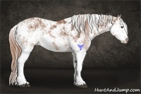 Horse Color:Chestnut Sabino