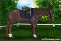 Horse Color:Liver Chestnut Sabino