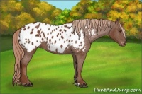 Horse Color:Chestnut Appaloosa