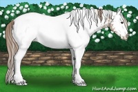 Horse Color:White Spotted Black Pearl Blanket