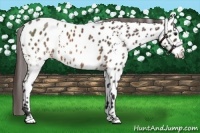 Horse Color:White Spotted Brown Roan Appaloosa