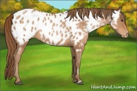 Horse Color:Brown Pearl Appaloosa 