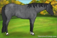 Horse Color:Blue Roan