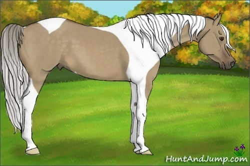 Horse Color:Chocolate Palomino Dun Tobiano 