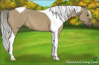 Horse Color:Chocolate Palomino Dun Tobiano