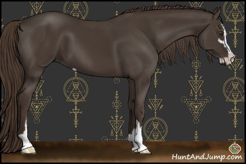 Horse Color:Liver Chestnut Sabino 