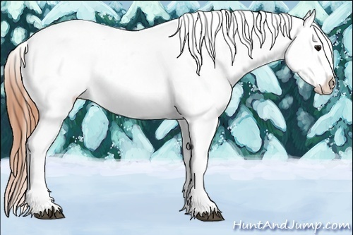 Horse Color:Bay Dun Appaloosa